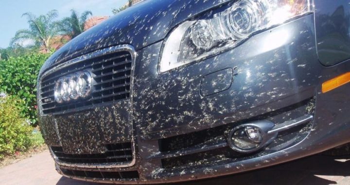 How to Properly Remove Bugs From Your Car Exterior